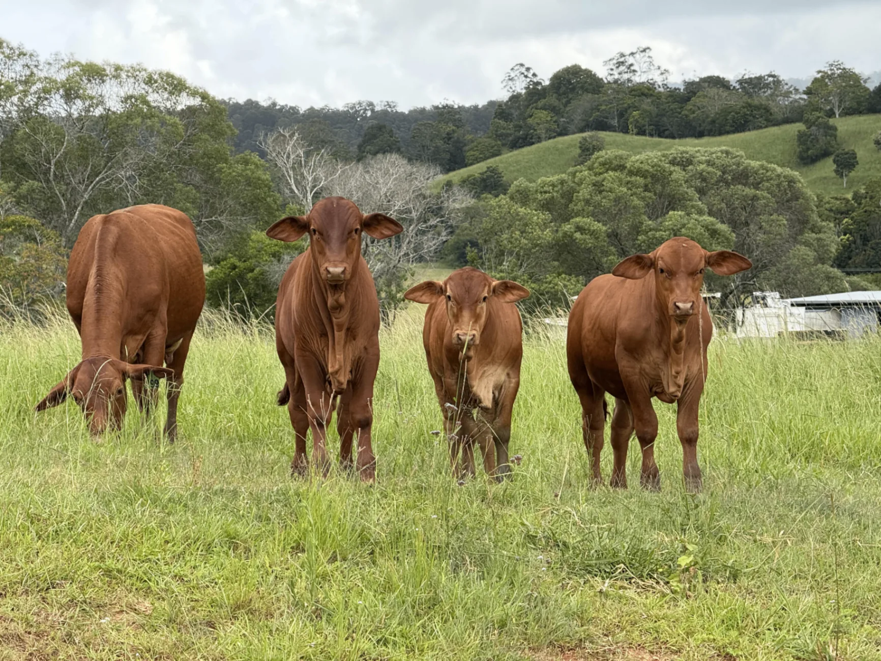 Droughtmaster cattle in the paddocks along Kin Kin Creek