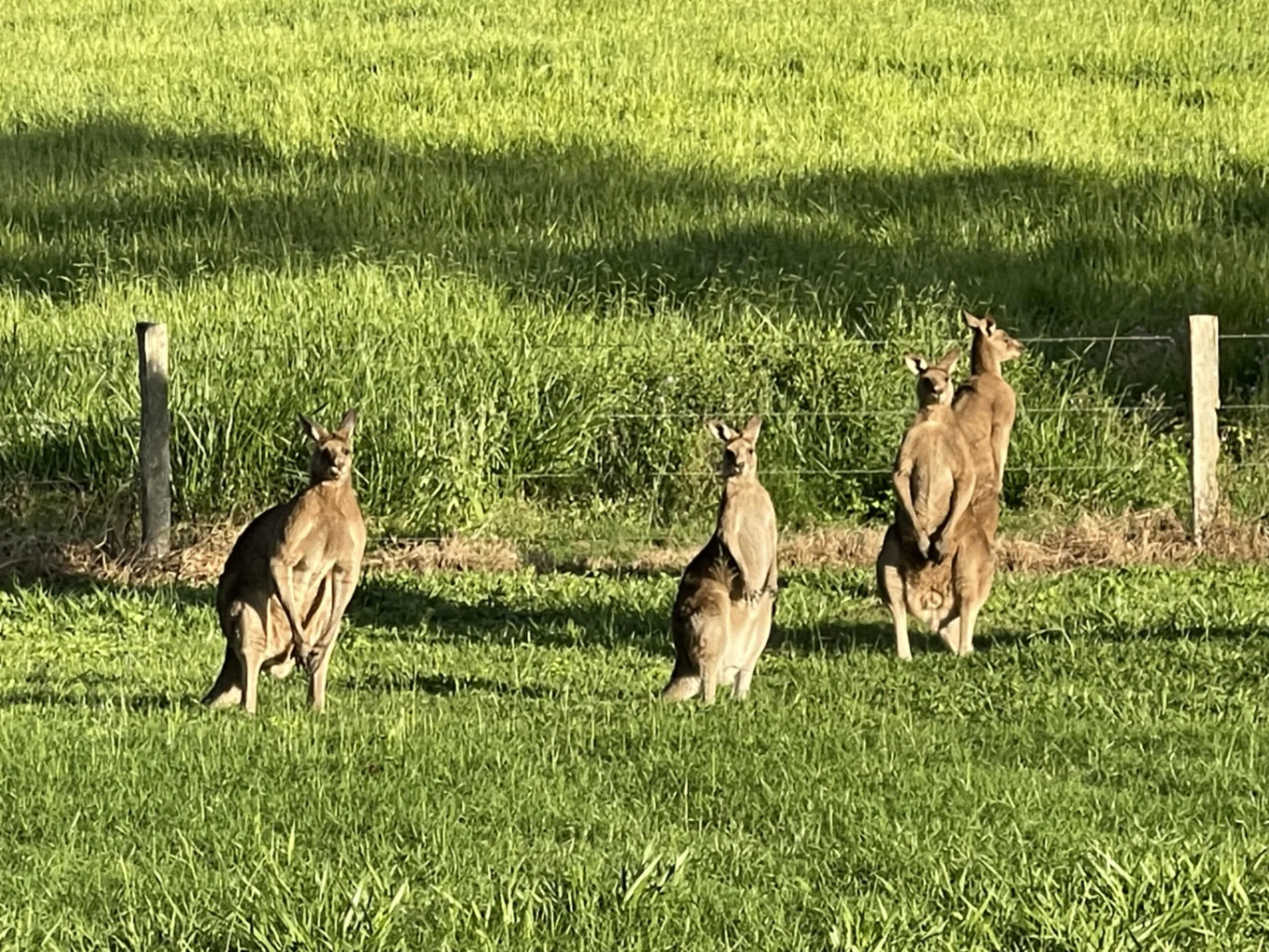 Kangaroos along the fence line at dusk