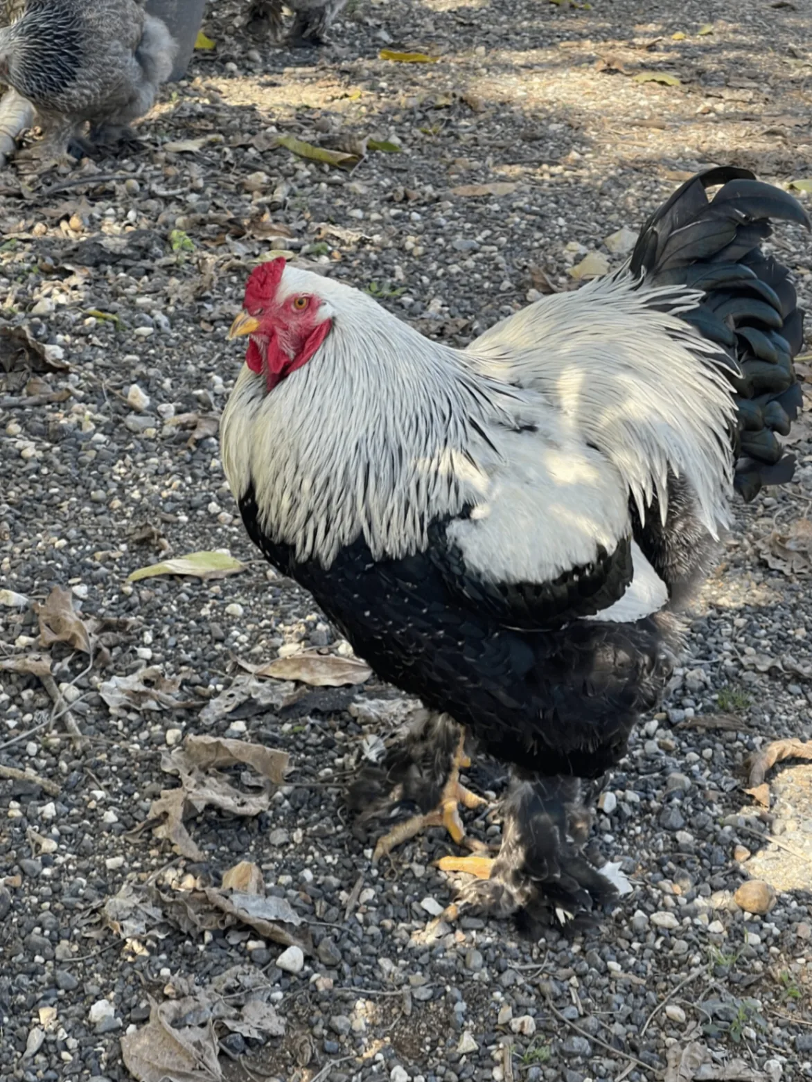 Rooster in the orchard