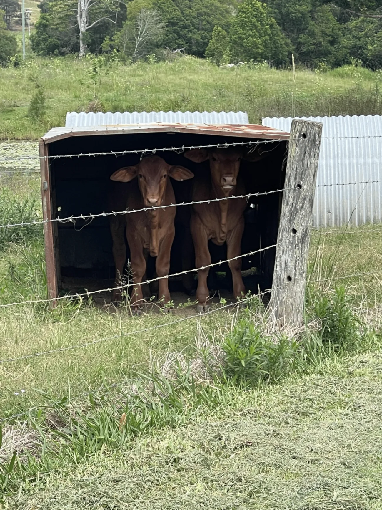 Cattle in the shed