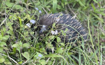 Ernie the Echidna