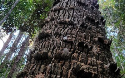 Doggrell Forest Walk